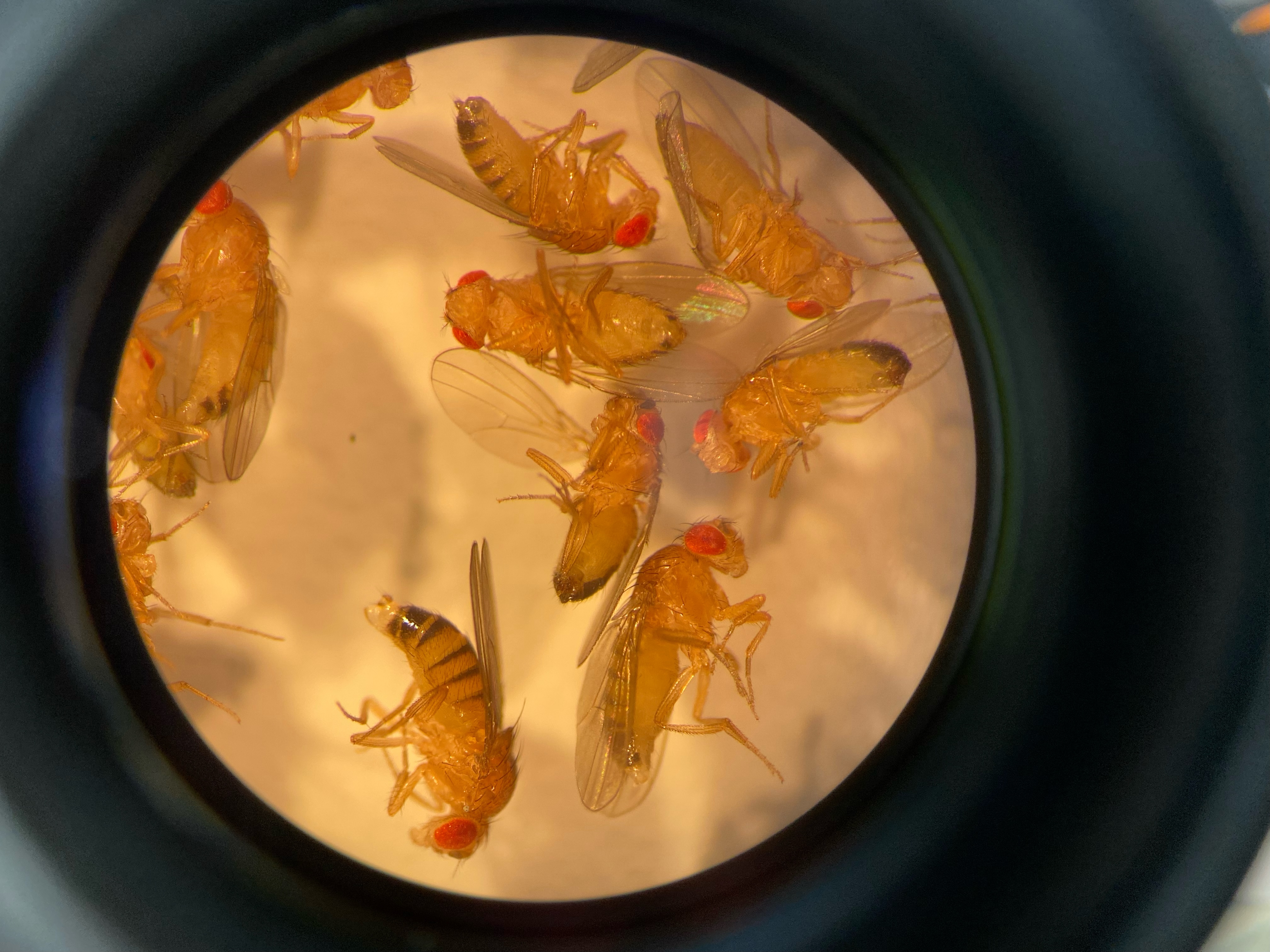 Drosophila melanogaster